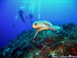 We usually don't see Loggerhead sea turtles in Coz, so th... by Marc Volkman 